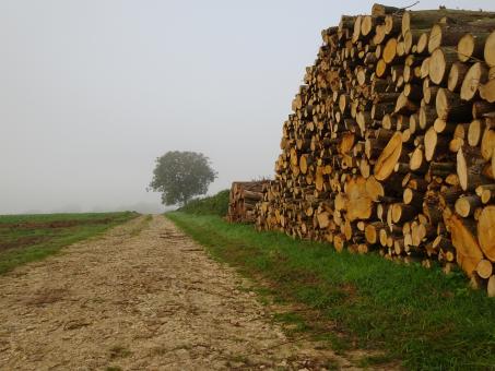 Free Stock Photo of Pile of wood, foggy morning