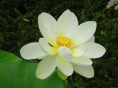 Free Stock Photo of White lotus flower