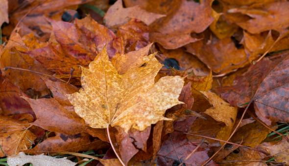 Free Stock Photo of Color of Autumn