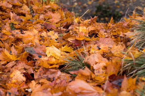 Free Stock Photo of Leafs in Autumn