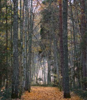 Free Stock Photo of The Wanderers Trail in the Woods