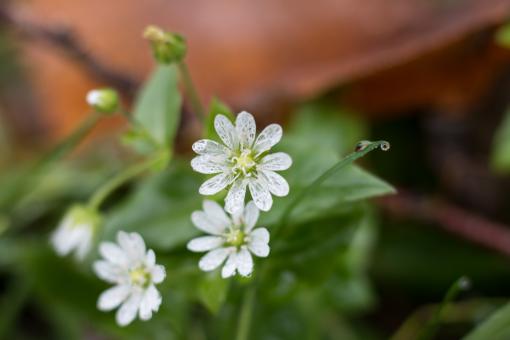 Free Stock Photo of Last Flowers of Autumn