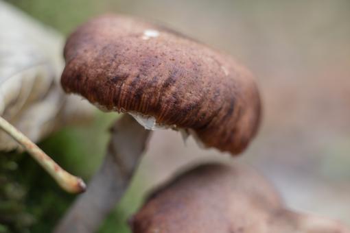 Free Stock Photo of A Mushroom of Peace
