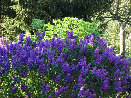 Free Stock Photo of Violet lilac in a garden