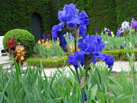 Free Stock Photo of Deep blue giant iris in a public garden