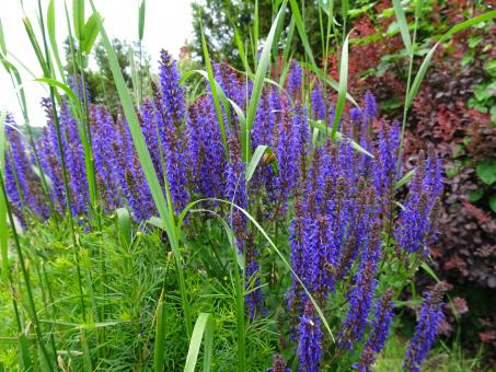 Free Stock Photo of Perennial plant that grows in humid grounds