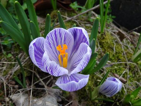Free Stock Photo of White and violet crocus in early spring