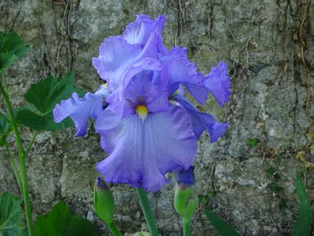 Free Stock Photo of Close-up on a giant garden iris