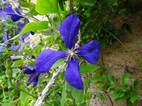 Free Stock Photo of Deep blue clematis flower climbing a wall
