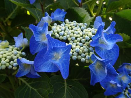 Free Stock Photo of Uncommon flat blue flowers hydrangea