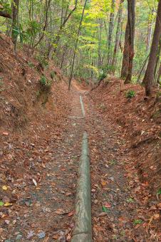 Free Stock Photo of Juney Whank Forest Trail
