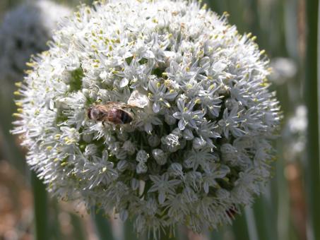Free Stock Photo of Onion flowers and insects