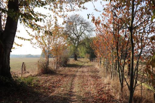 Free Stock Photo of Pathway in November