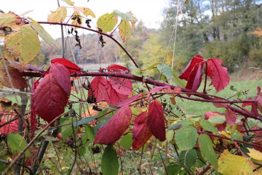 Free Stock Photo of Red brambles in autumn season