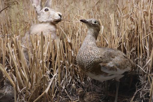 Free Stock Photo of What are you doing in MY field?? And you??