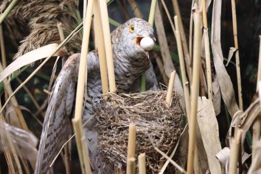 Free Stock Photo of Flying over a cuckoo's nest