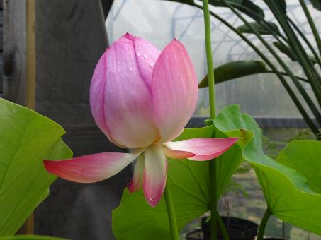 Free Stock Photo of Lotus flower in a greenhouse