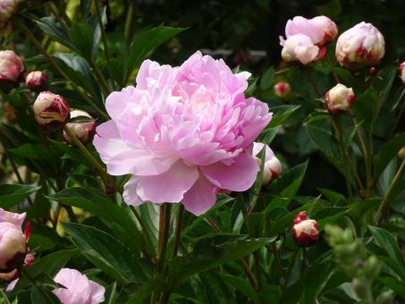 Free Stock Photo of the real beauty of peonies...