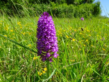 Free Stock Photo of Little orchid in the prairie