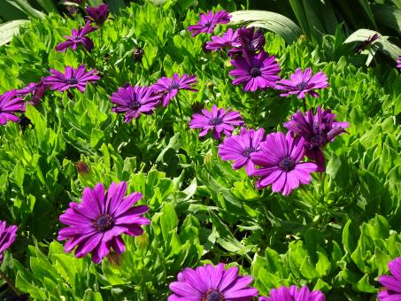 Free Stock Photo of A nice color