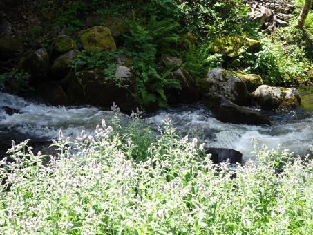 Free Stock Photo of Mint flowers with babbling brook in background