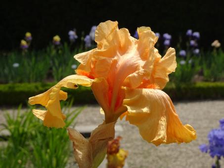 Free Stock Photo of apricot and orange iris marvel in a public garden
