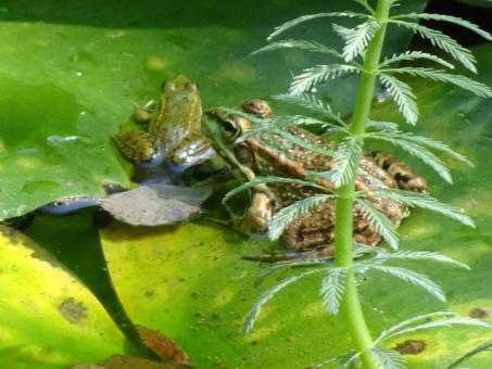 Free Stock Photo of Frogs resting