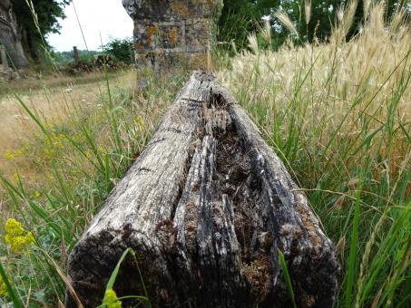 Free Stock Photo of Very old dry tree trunk