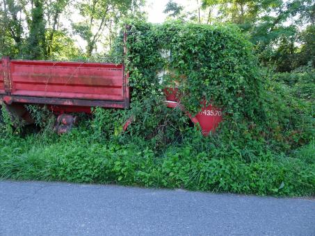 Free Stock Photo of Another wild assault of killer plants!!! No survivors...