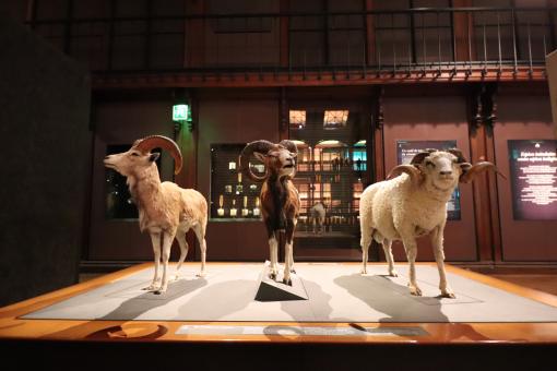 Free Stock Photo of Stuffed mouflons (or so...)