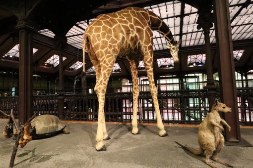 Free Stock Photo of Stuffed giraffe