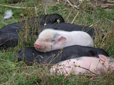 Free Stock Photo of It's so good to sleep like a pig!!
