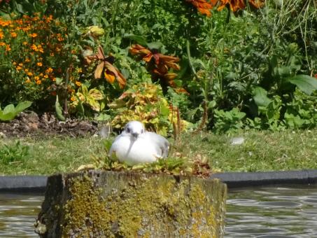 Free Stock Photo of I'm so happy on my nest...