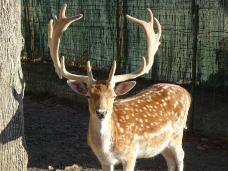 Free Stock Photo of Of course you can admire my beautiful horns!!