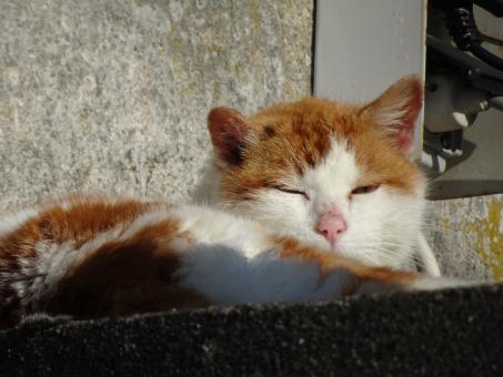 Free Stock Photo of And you woke me up for a lousy picture!!!???