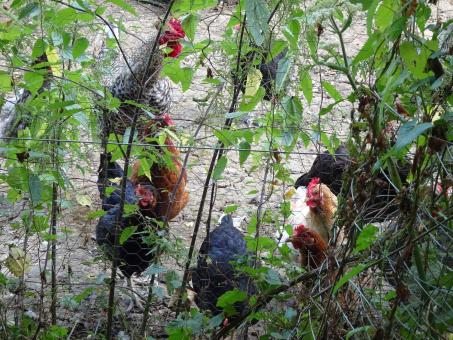 Free Stock Photo of A rooster and many hens