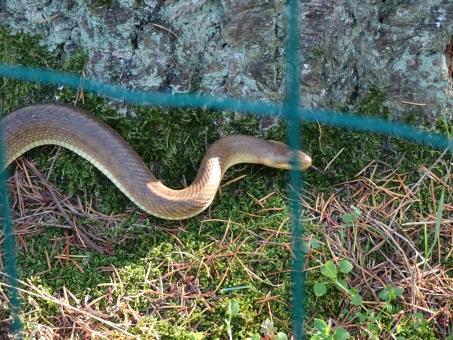 Free Stock Photo of I'm Snappy, the sneaky snake!!