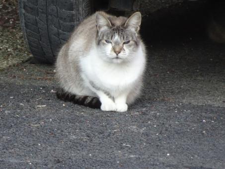 Free Stock Photo of I'm a bit grumpy this morning... Got it??!!