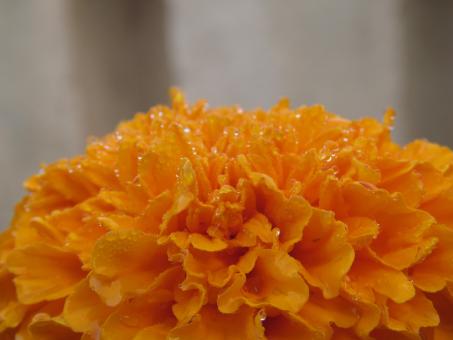 Free Stock Photo of Orange Marigold Flower
