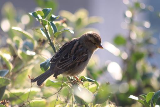 Free Stock Photo of Sparrow in the bush