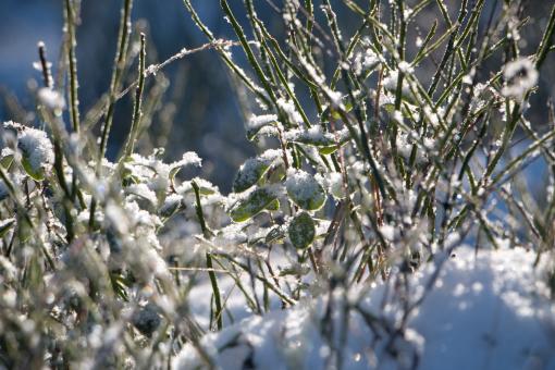 Free Stock Photo of Nature in winter