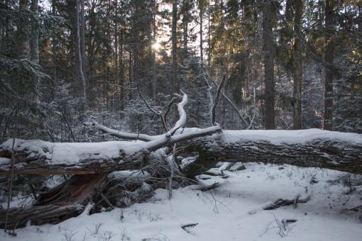 Free Stock Photo of Nature in winter - old tree