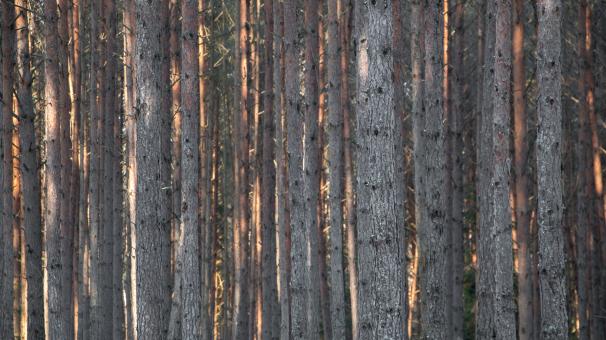 Free Stock Photo of Nature in winter - Pines