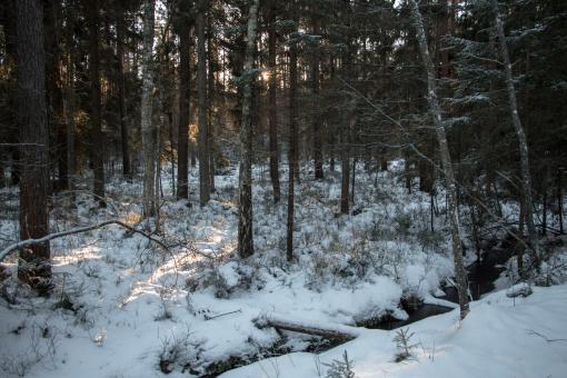 Free Stock Photo of Nature in winter