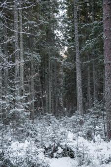 Free Stock Photo of Nature in Winter - Forest