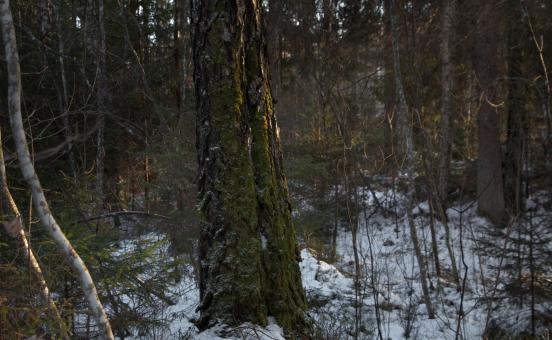 Free Stock Photo of Evening - Nature in winter