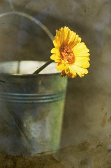 Free Stock Photo of Vintage yellow flower in bucket
