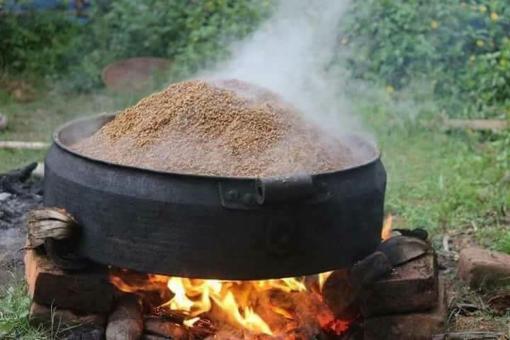 Free Stock Photo of Boiling Paddy