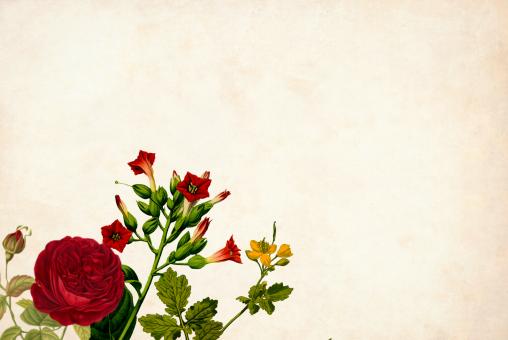 Free Stock Photo of Red Flower on Vintage Paper Background
