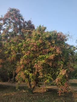 Free Stock Photo of Mango tree